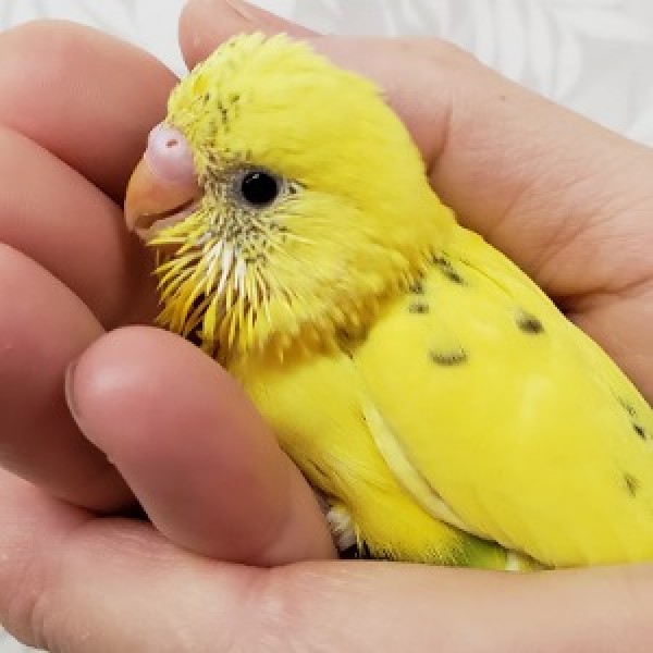 セキセイインコ(黄ハルクイン) | 埼玉県のペットショップ - Paws 