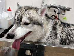 お家での大型犬のシャンプー　ポイントと注意点サムネイル