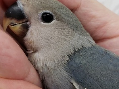 小桜インコ(ブルー系)サムネイル